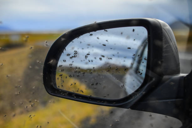A swarm of midges on a rear-view mirror near Mývatn A swarm of midges on a rear-view mirror near Lake Mývatn, northern Iceland midge fly stock pictures, royalty-free photos & images