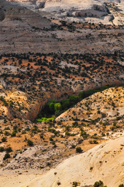 The white sandstone cliffs of Calf Creek Canyon