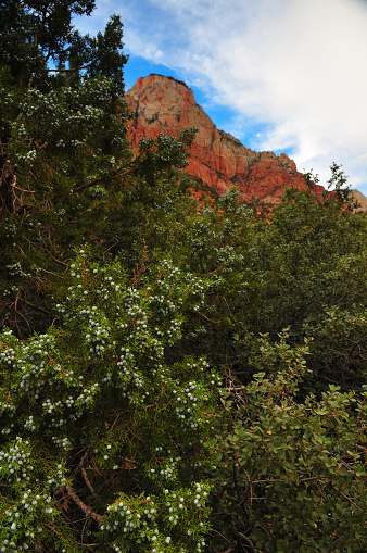 Utah juniper below the sandstone peaks of the canyon of the Virgin River, Zion National Park, Springdale, Utah, Southwest USA