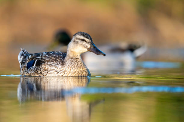 istock The mallard or wild duck 1398530299