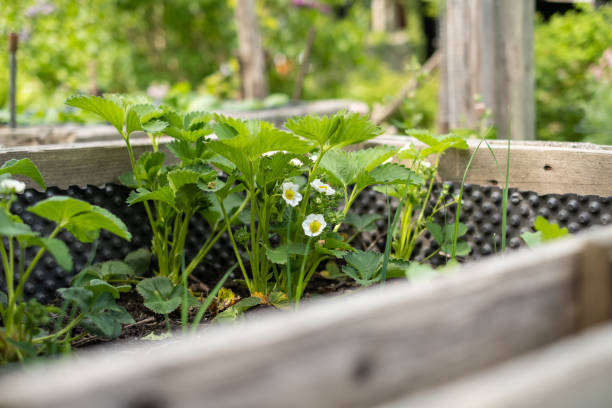 istock Strawberry plants in the raised bed 1398530480