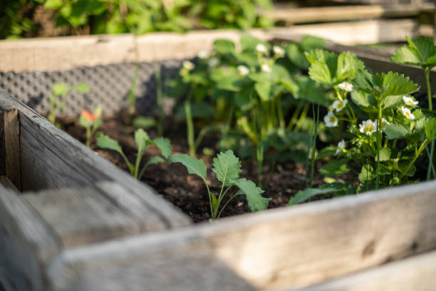 istock Fruit and vegetable plants in the raised bed 1398530504
