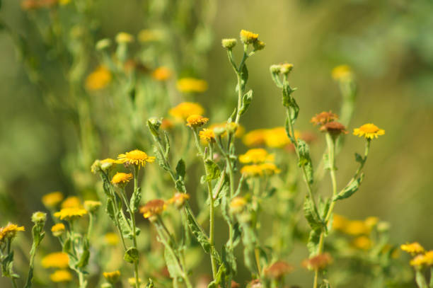 istock Closeup of yellow common fleabane flowers with selective focus on foreground 1398530570