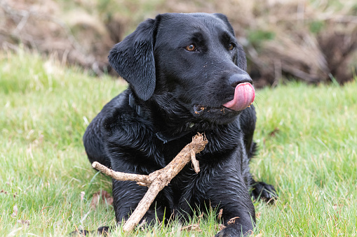 Portrait of a young black Labrador playing with a stick on a riverbank