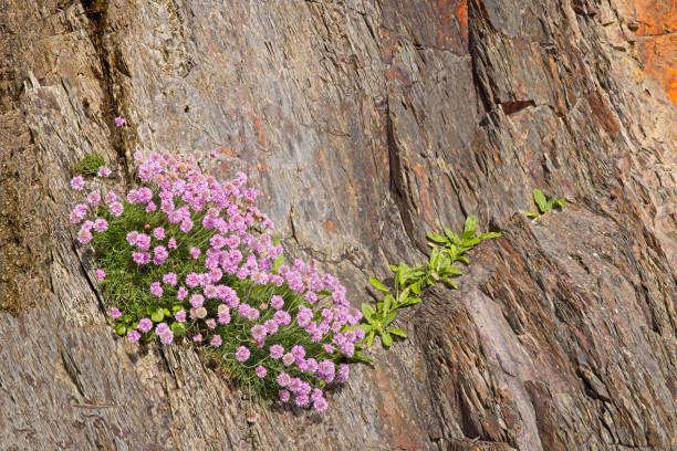 Wild Flowers on cliff at Marloes Beach