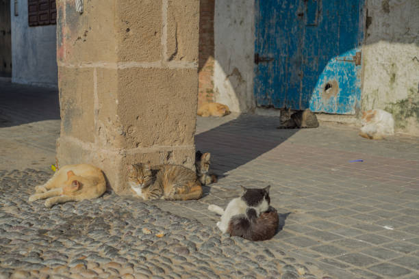 istock Cats in Essaouira 1398532590