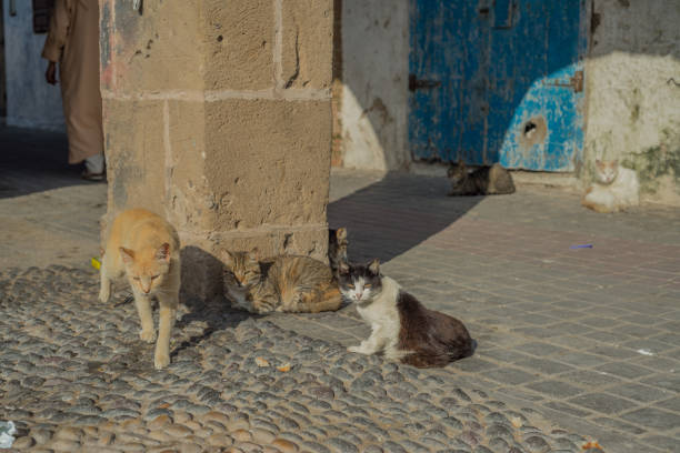 istock Cats in Essaouira 1398532591