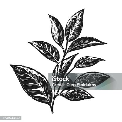 istock Tea leaves vintage engraving vector illustration. Tea plant. 1398533543