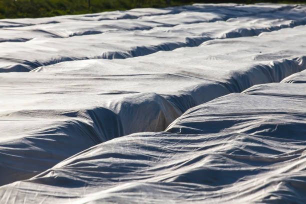 istock primitive ways to create a greenhouse in the field 1398534683