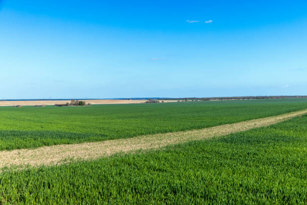 istock agricultural field where green unripe wheat grows 1398534809