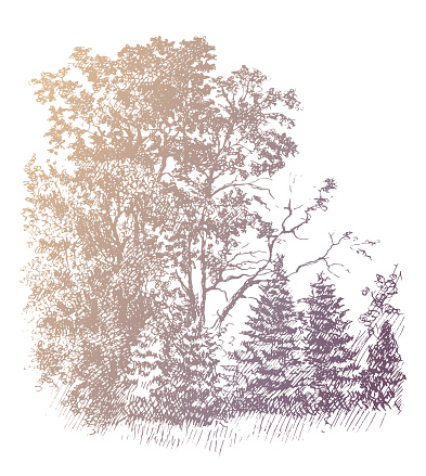 Oak tree Grove and young fir tree. Vintage ink and pen sketch gold colored drawing, vector trace
