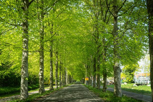 istock Tunnel-like Avenue of Linden Trees, Tree Lined Footpath through Park in Spring 1398535511