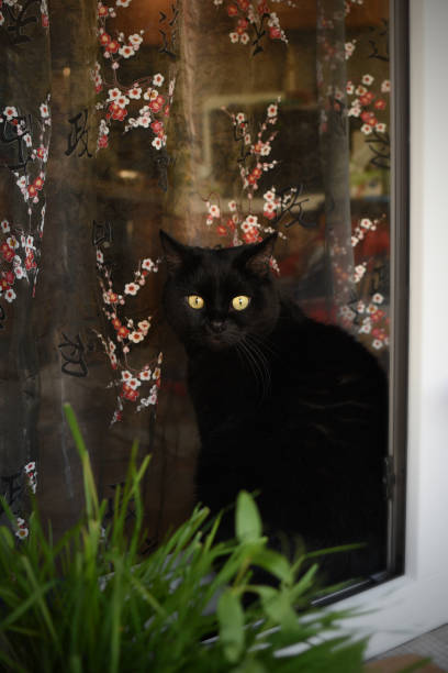 istock black cat on a home window with curtains 1398535866
