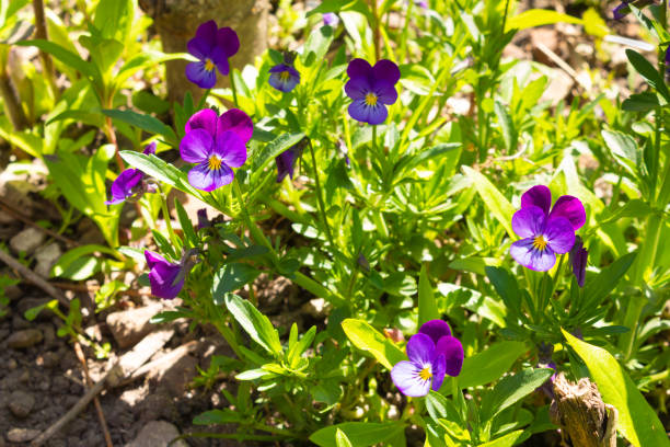 blütenveilchen-stiefmütterchenblüten auf grünem hintergrund wildblume mit violetten blütenblättern in nahaufnahme. - poppy purple flower close up stock-fotos und bilder
