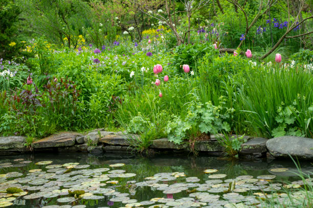 sommergarten - water lily lily water water garden stock-fotos und bilder