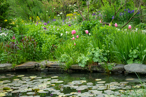 gardener with straw hat cleans pond with a net, swimming pond with flowering shore planting and field stones in the background