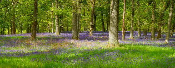 Bluebells amid oak trees in Kinclaven Woods, Scotland