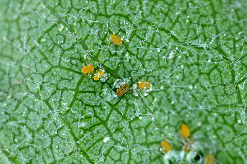 Apple sucker (Cacopsylla mali) eggs and young larvae. Pest on an leaf.