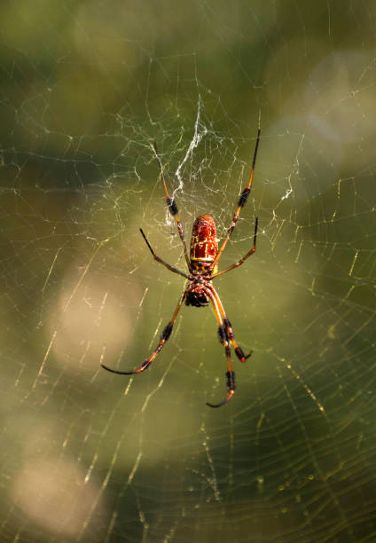 istock Banana Spider On a Web 1398538979