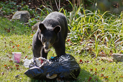 A black bear chewing on a paper towel from a ripped apart garbage bag in a residential yard