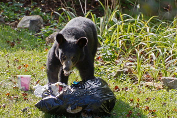 Black Bear Steals and Eats Neighborhood Trash stock photo