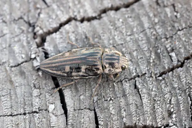 Flatheaded pine borer, a common European Jewel beetle (Chalcophora mariana). A large and metallic beetle occurring in European lowland forests.