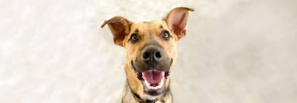 istock Happy Dog Excited Banner 1398540163