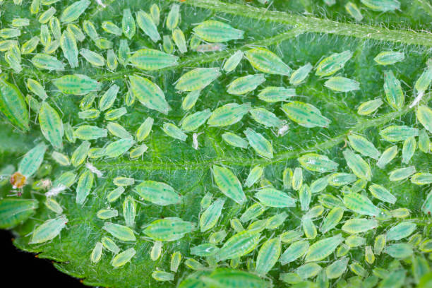 istock Mealy plum aphid Hyalopterus pruni infestation on the underside of a plum leaf 1398541254