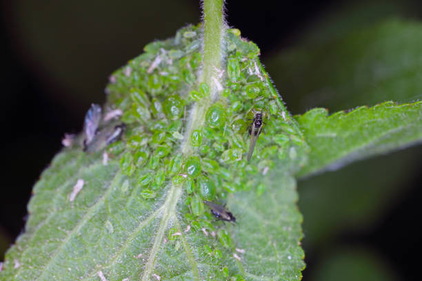 Mealy plum aphid Hyalopterus pruni infestation on the underside of a plum leaf