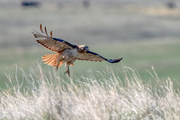 istock Red tailed hawk takes flight from a hilltop where it watched for prey 1398542004