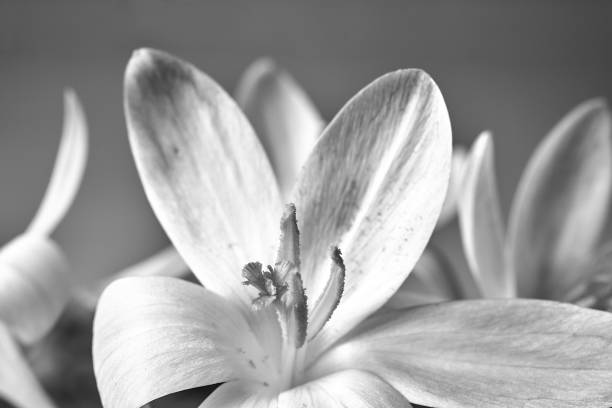 istock purple blooming crocus flower in a meadow in spring 1398542188