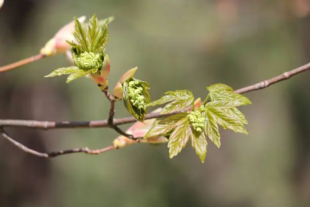 Photo of Branch with young green leaves and buds of Heldreich's maple (Acer heldreichii) in garden