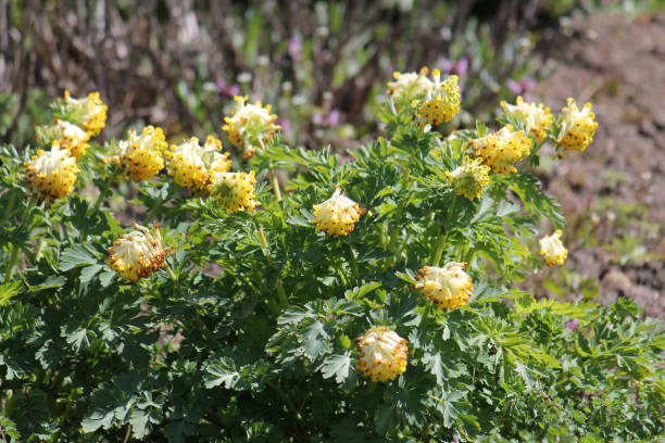 정원에서 꽃 피는 시베리아 코리 달리스 (코리 달리스 노빌리스) 식물 - corydalis 뉴스 사진 이미지