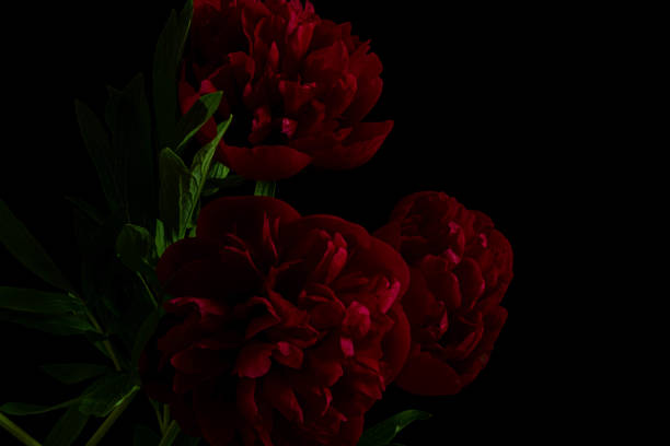 istock luxury dark red peonies on a black background. Moody flowers. 1398543995