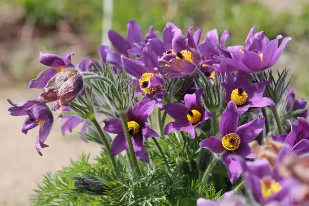 Purple flowers of European pasqueflower (Рulsatilla vulgaris) plant in garden