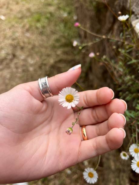 istock a flower in the hand 1398545822