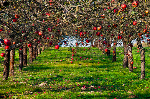 Red apples on the trees in the orchard. Sunny autumn day. There is no leaves on the trees.