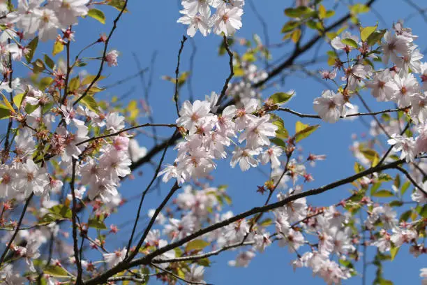 Flowering branches of winter-flowering cherry (Prunus subhirtella) with pink flowers and leaves against spring blue sky