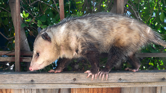 Unusual daytime appearance of a male Virginia opossum, Didelphis virginiana, during breeding season walking along a fence in a suburban backyard.