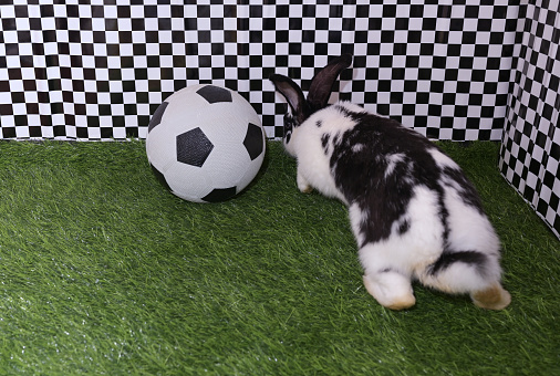 cute baby rabbit is playing with a soccer ball. rear view