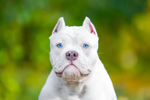 Photo of Portrait of a funny white American bully puppy with beautiful bright blue eyes and cropped ears, front view, blurred green background, copy space. Dog poses for advertising banner.