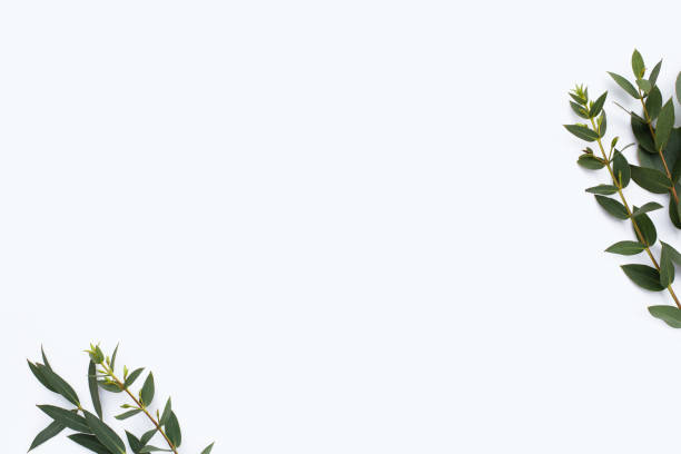 istock Green leaves of eucalyptus on white 1398555445