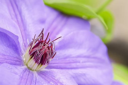 A beautiful clematis vine grows and blooms in spring.