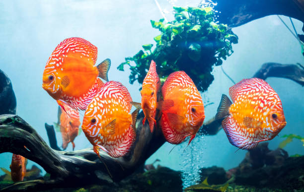 Group of colorful discus (pompadour fish) are swimming in fish tank. Symphysodon aequifasciatus is American cichlids native to the Amazon river, South America,popular as freshwater aquarium fish. Group of colorful discus (pompadour fish) are swimming in fish tank. Symphysodon aequifasciatus is American cichlids native to the Amazon river, South America,popular as freshwater aquarium fish. pompadour fish stock pictures, royalty-free photos & images