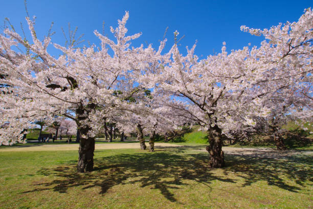 Spring in Japan / Sakura under the blue sky