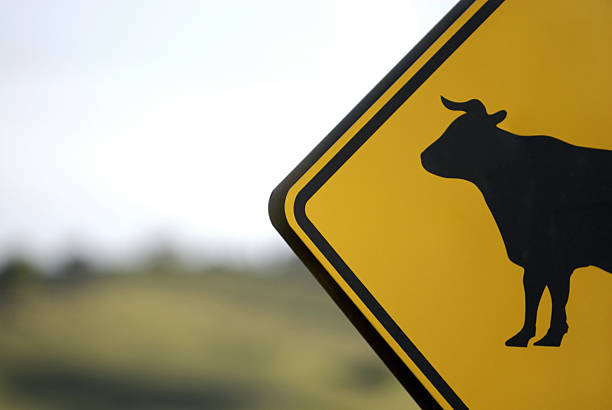 Vacca di -- Nessuna Bull!! - foto stock