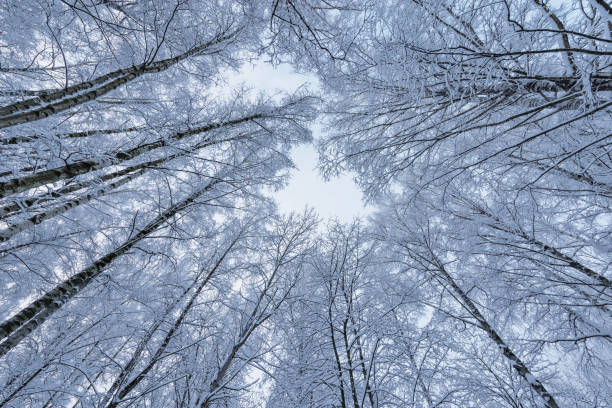 istock Trees under the snow at cold winter time. 1398558595