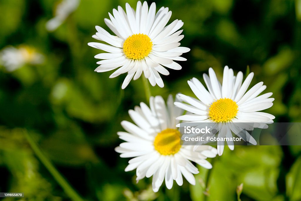 Tre daisies - Foto stock royalty-free di Acqua