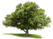istock Tree 1398558743