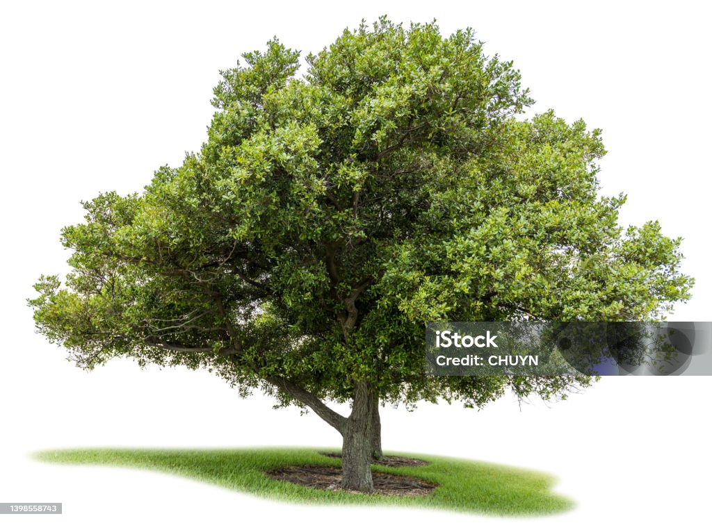 Tree Double tree on white background with clipping path and alpha channel. Bush Stock Photo